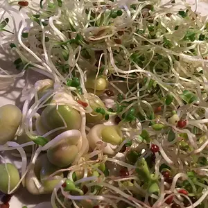 Sprouts! Pea, broccoli, and alfalfa. So beautiful...