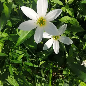 Maybe crocuses?