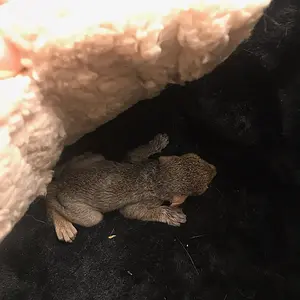 Rescue baby