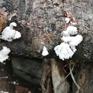 Coral Mushrooms?