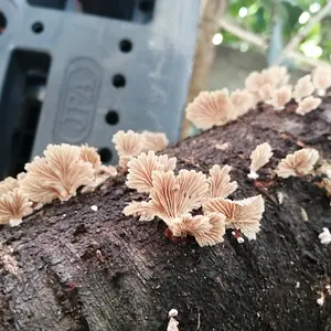 Potential coral mushrooms I put on the North side of my house.