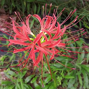 Red spider lilly.