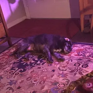 Chillin' with an ear folded back