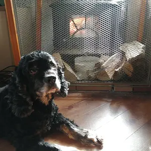 Laying by the fire.