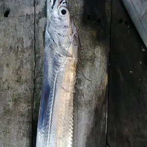 Scabbard fish close-up.