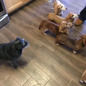 Samantha almost fitting into her new pack