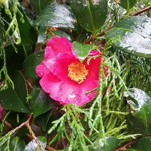 Winter flowering tree.