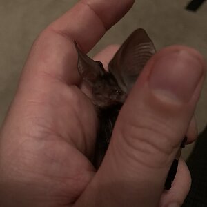 Eastern Long-Eared Bat (Nyctophilus bifax)