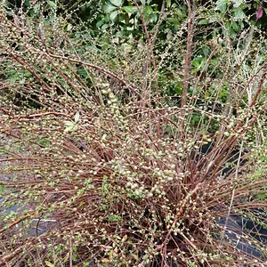 Honeysuckle budding in February?