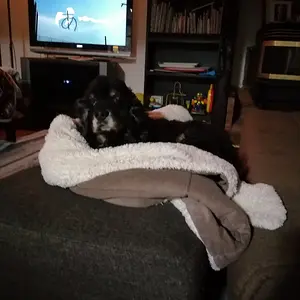 Stink on the blankets.