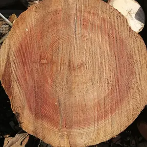 Splitting log top view.