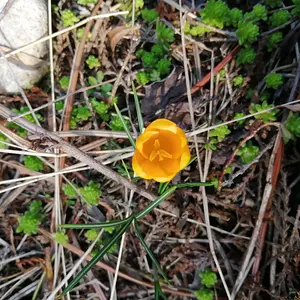 Crocus, the first sign of spring.