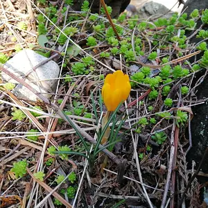 Crocus, the first sign of spring.