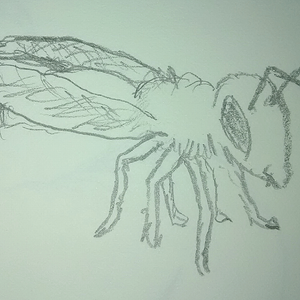 Wasp