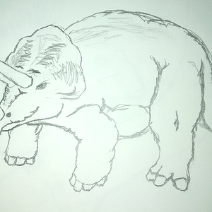 Triceratops