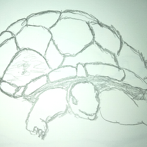 Tortoise