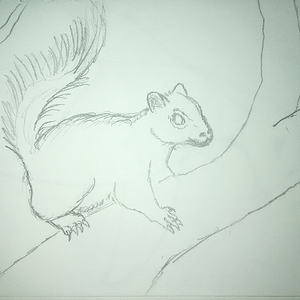 Squirrel