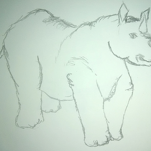 Rhino