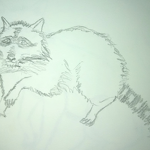 Raccoon