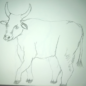 Ox