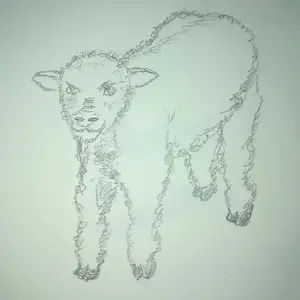 Lamb