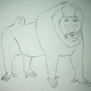 Baboon