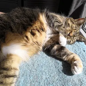Basking in the sun