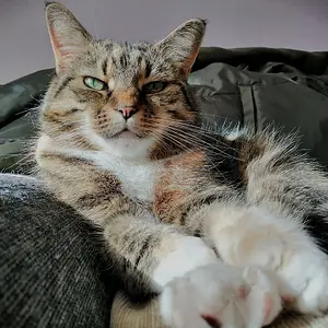 Serene