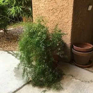 Happy Asparagus Fern!