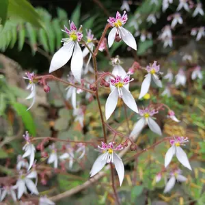 Creeping saxifrage