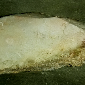 Metamorphic Chert With Fossils 03