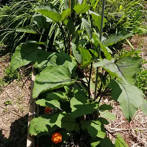 Eggplant are going nuts!