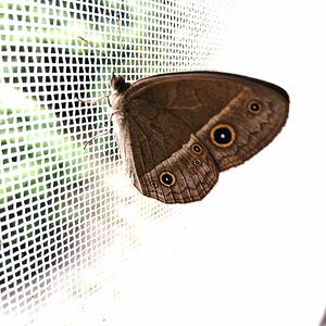 Chinese bushbrown butterfly