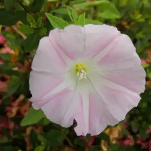 Field blindweed flower