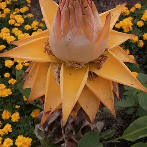 Chinese yellow banana flower.