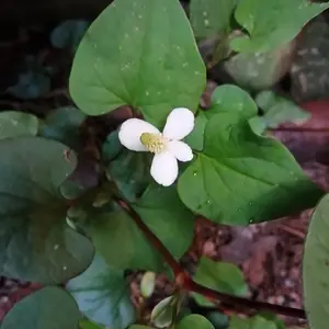 Chameleon plant flower