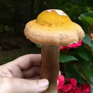 Big Honey Mushroom