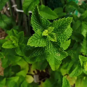 Apple Mint