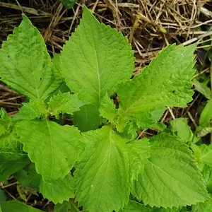 Beefsteak mint