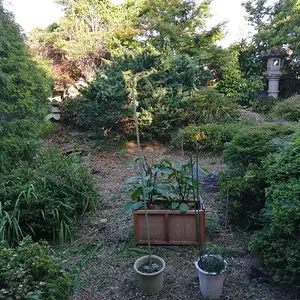 Clearing out my backyard slowly but surely.