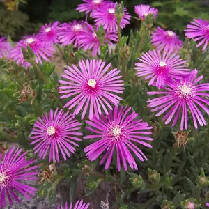 Hardy iceplant flowers