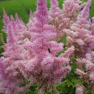 Astilbe japonica flowers