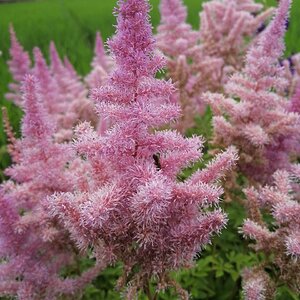 Astilbe japonica flowers