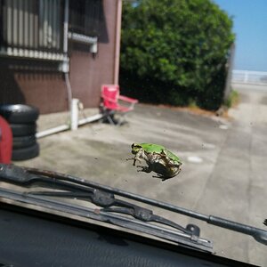 Somebody hitched a ride!