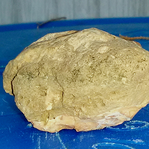 Fossilized Coral And Shell 03