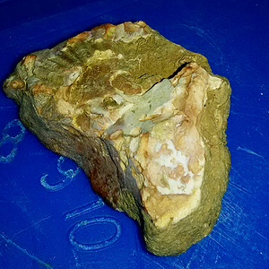 Fossilized Coral And Shell 02
