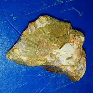 Fossilized Coral And Shell 01