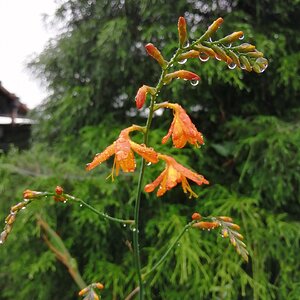Crocrosmia flowers wet with rain.