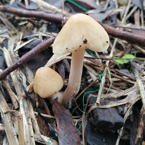 Mysterious mushrooms