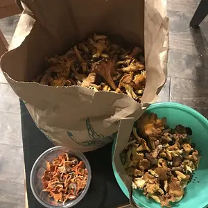 Insane chanterelle harvest